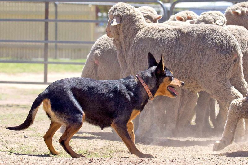 Australian Kelpie