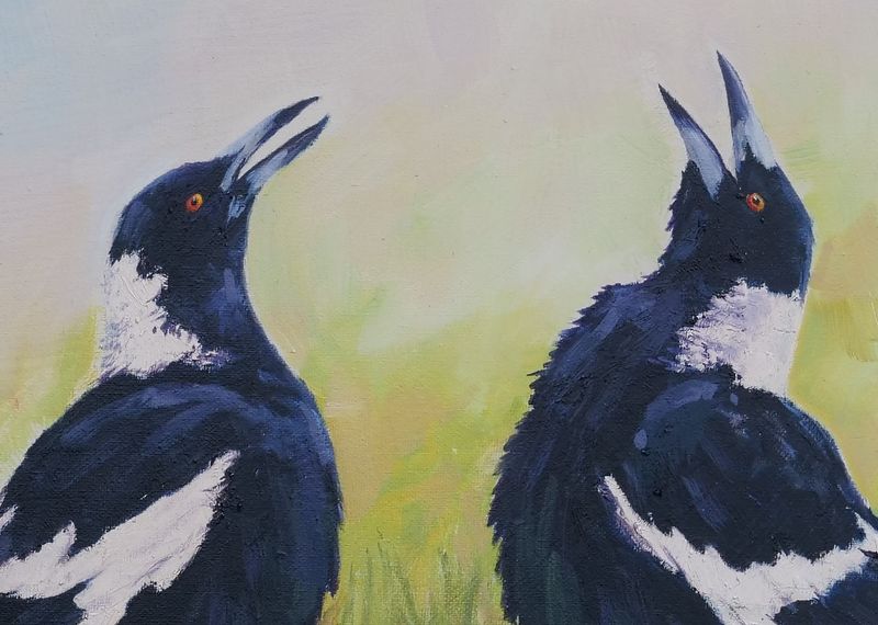 Australian Magpie