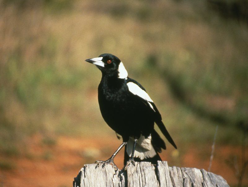Australian Magpie