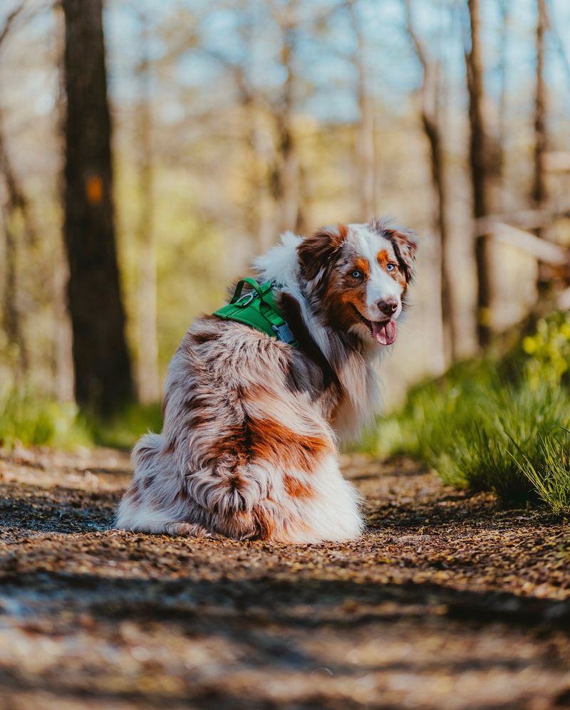 Australian Shepherd