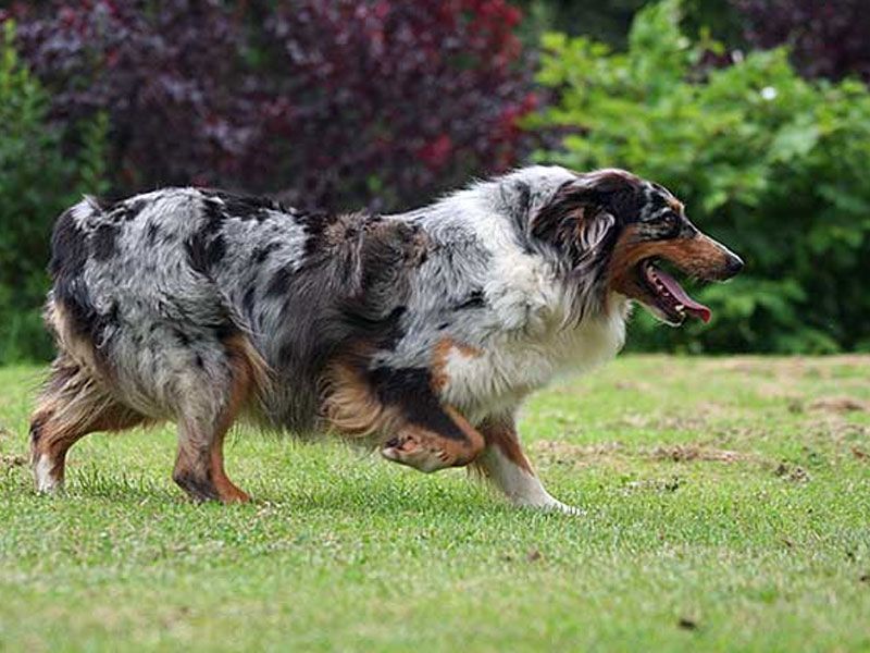 Australian Shepherd