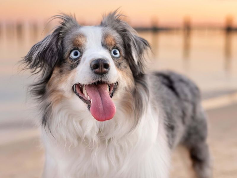 Australian Shepherd