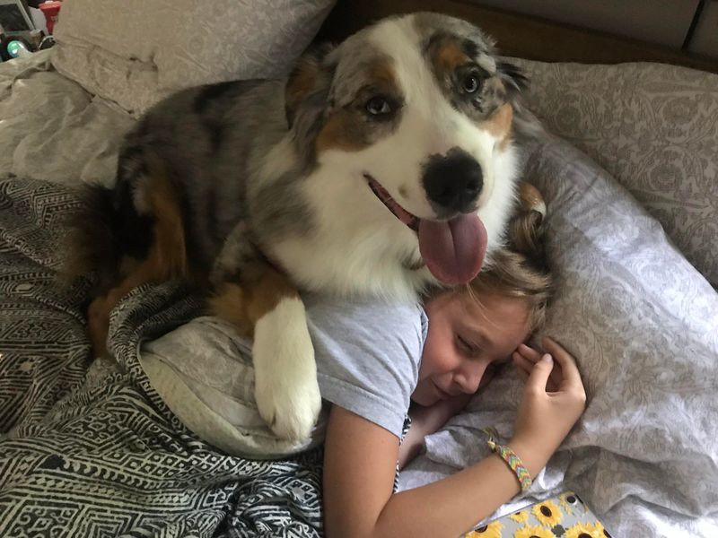 Australian Shepherd