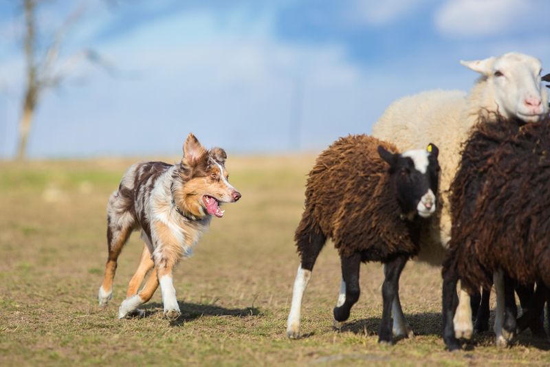 Australian Shepherd
