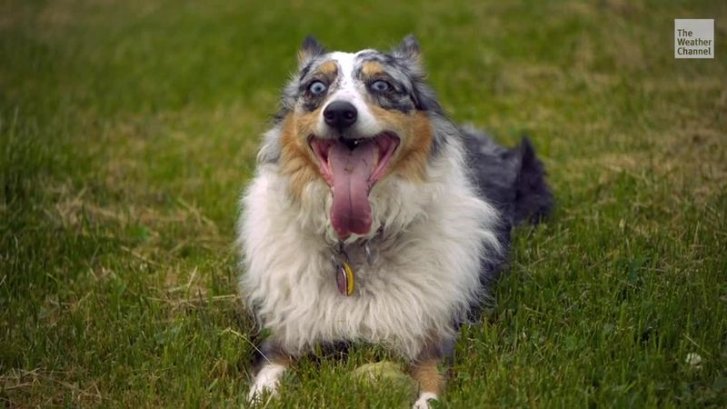 Australian Shepherd