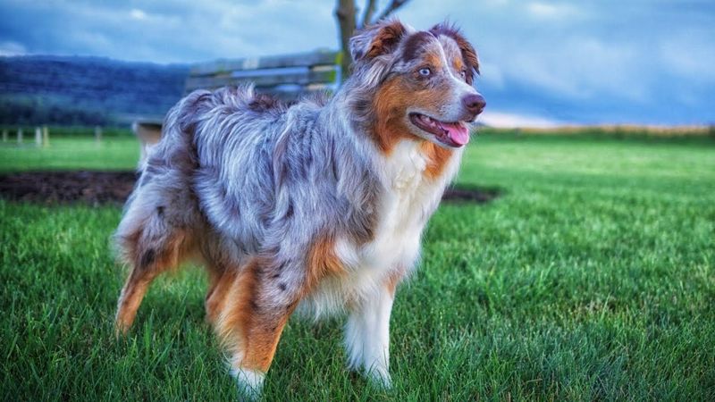 Australian Shepherd