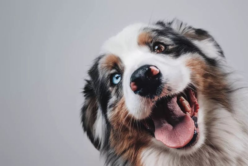 Australian Shepherd
