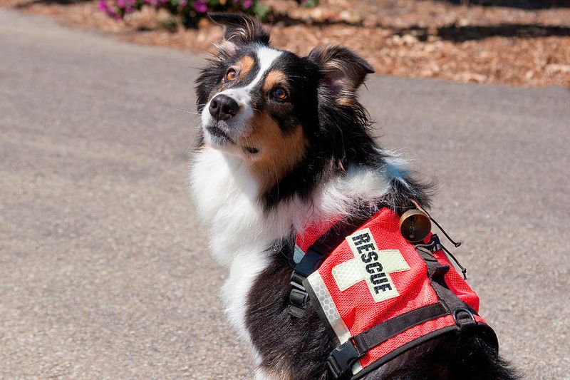 Australian Shepherd