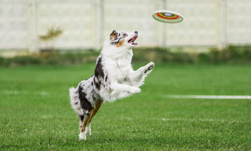 Australian Shepherd