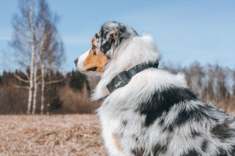 Australian Shepherd