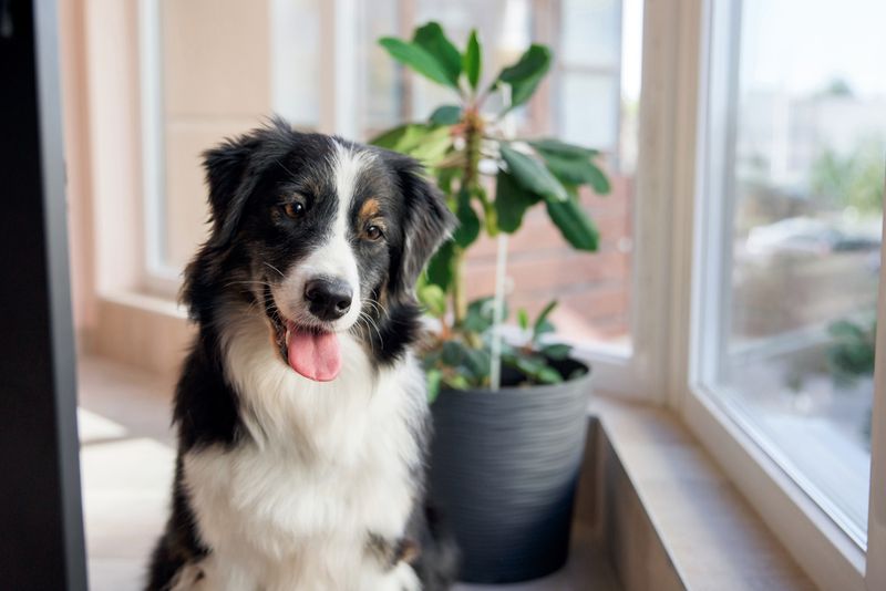 Australian Shepherd