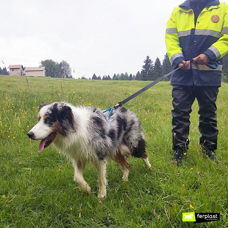 Australian Shepherd