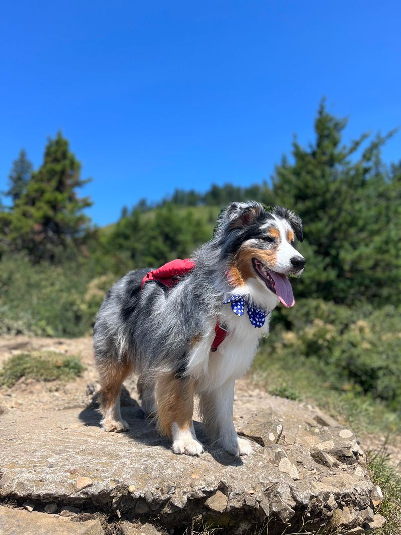 Australian Shepherd