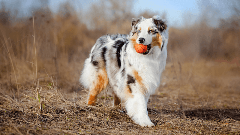 Australian Shepherd