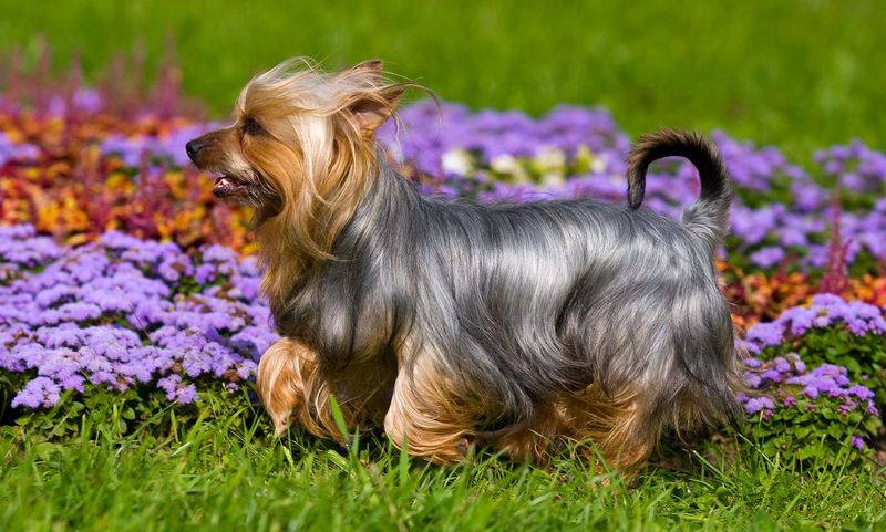 Australian Silky Terrier