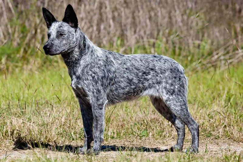 Australian Stumpy Tail Cattle Dog