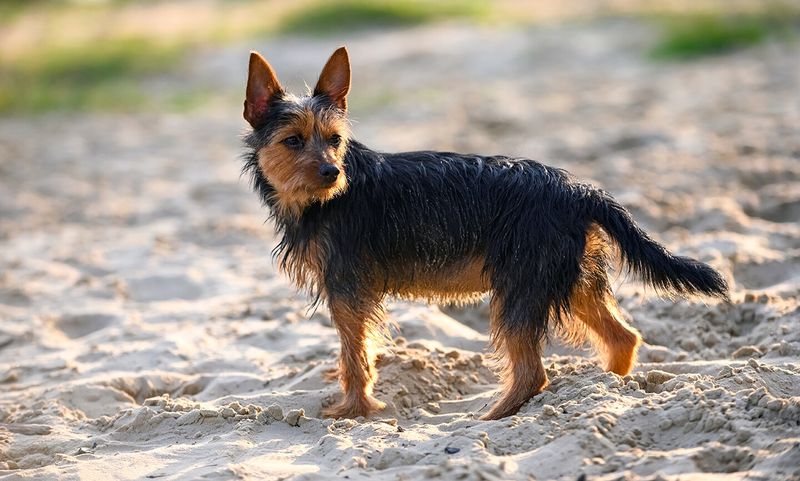 Australian Terrier