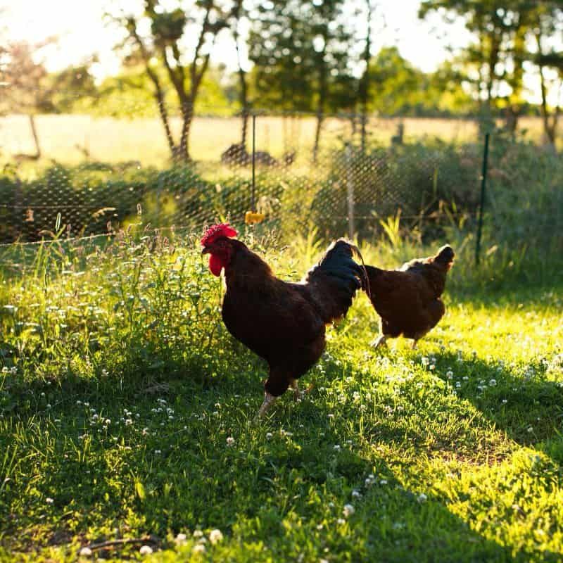Australorp