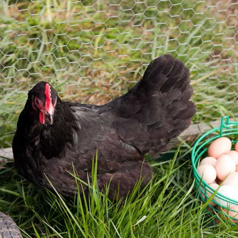 Australorp