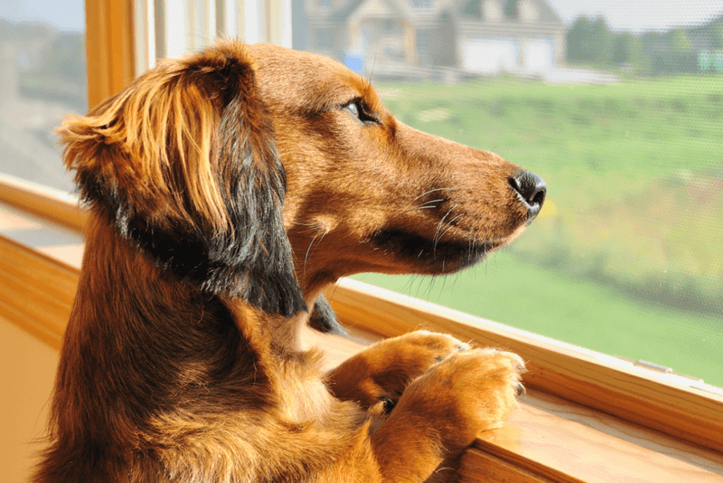 Avoid Leaving Your Dog Alone for Too Long