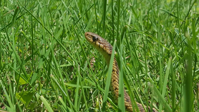 Avoid Tall Grass and Heavy Undergrowth