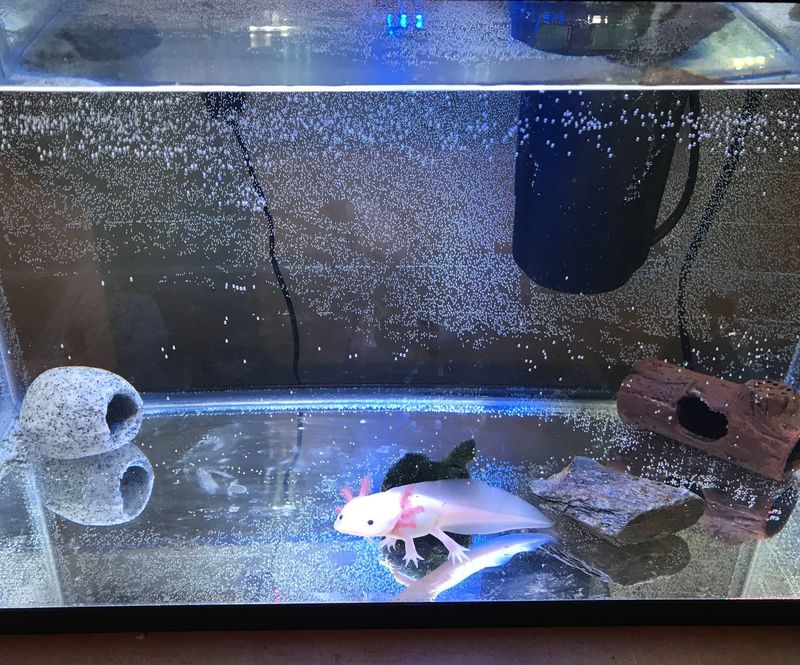 Axolotl