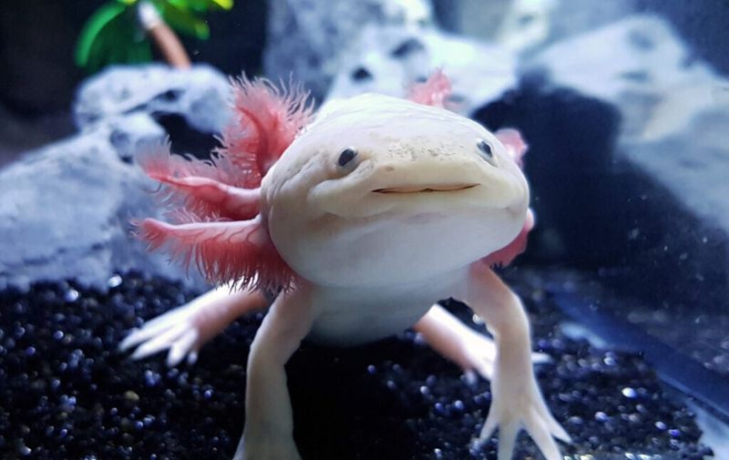 Axolotl
