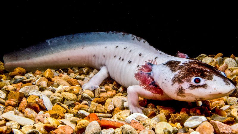 Axolotl