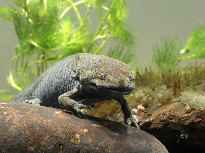 Axolotl