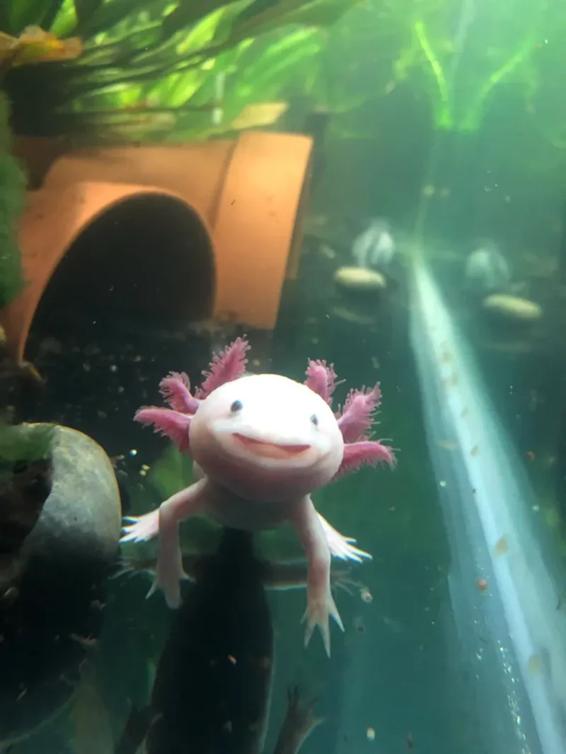 Axolotl