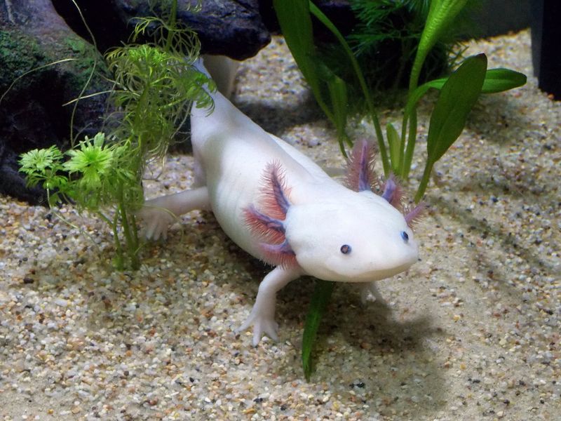 Axolotls: Aquatic Enigmas