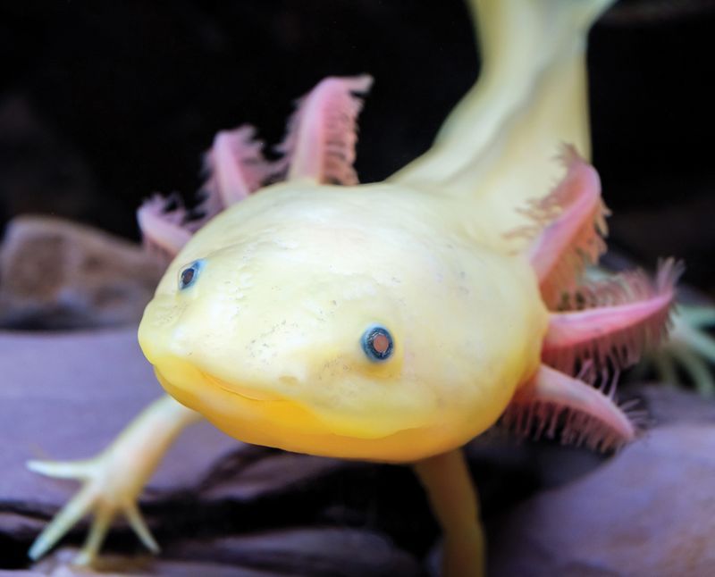 Axolotls