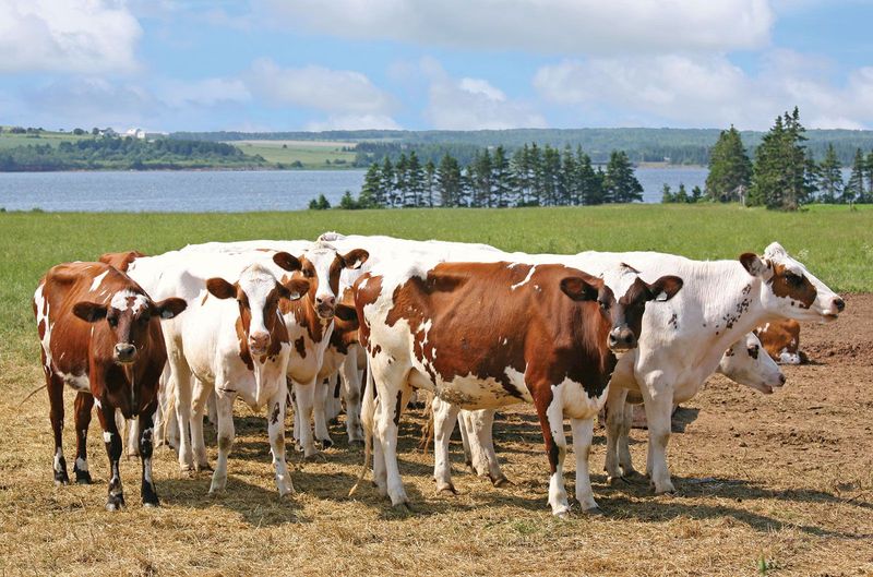 Ayrshire Cattle