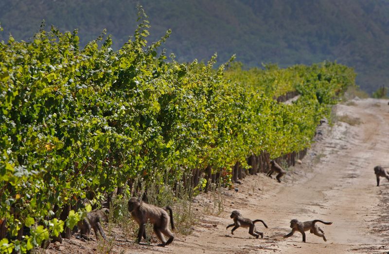 Baboons