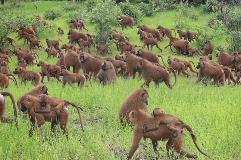 Baboons