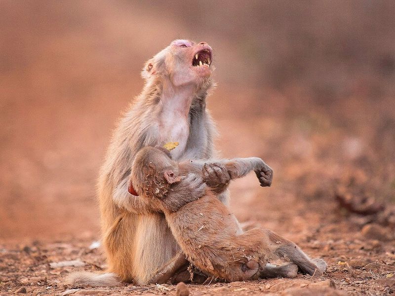 Baboons