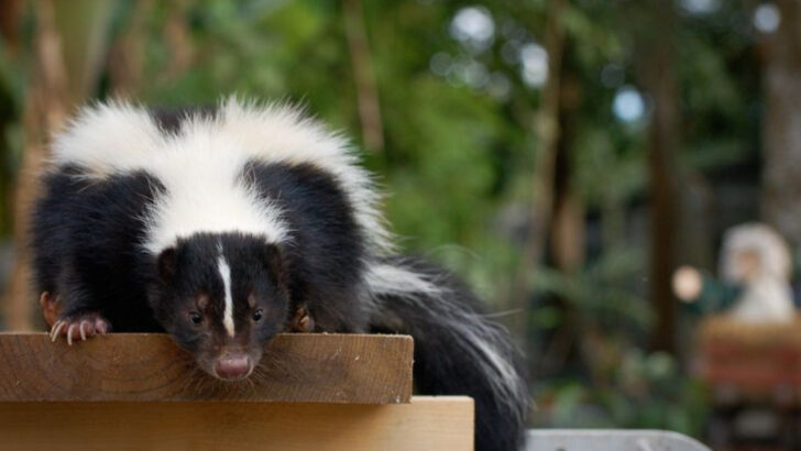 Backyard Beasts: 10 Wild Animals You Didn’t Know Were Watching You This Summer