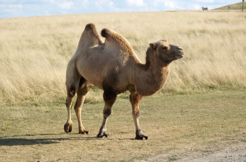 Bactrian Camels