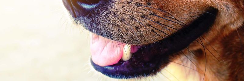 Bad Breath