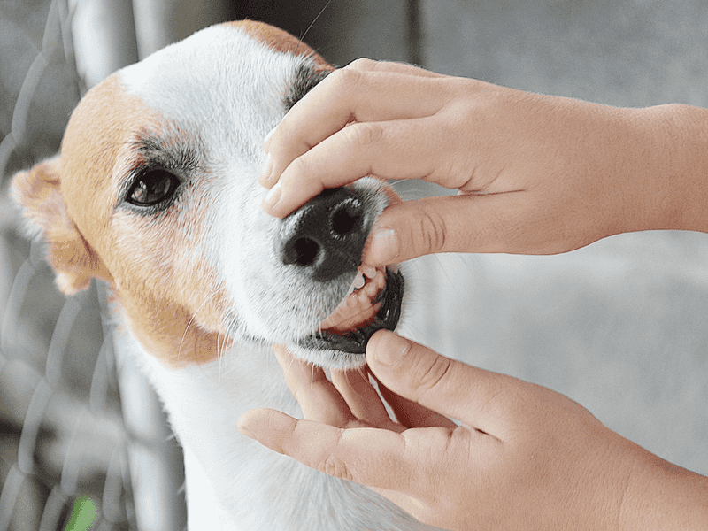 Bad Breath