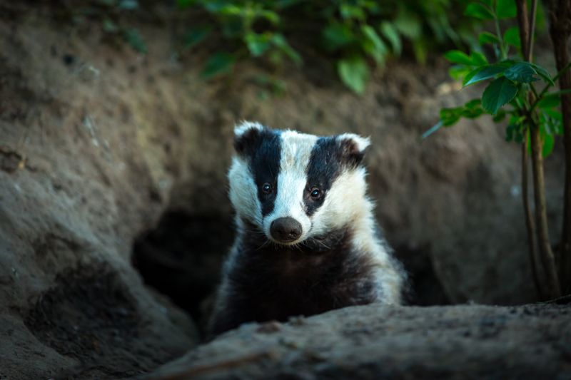Badger