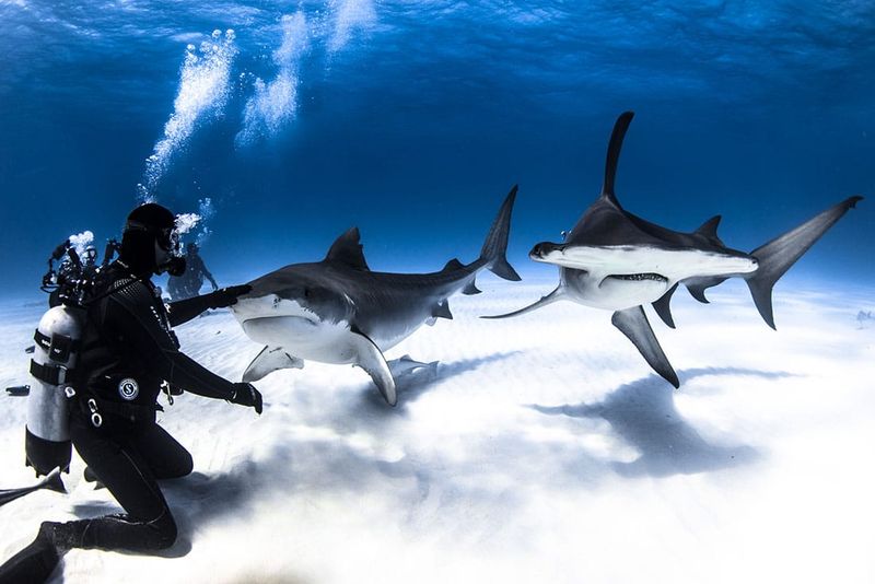 Bahamas, Tiger Beach