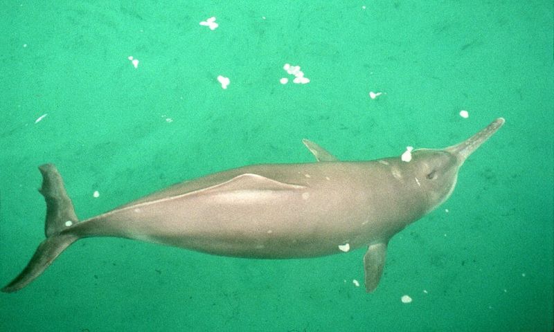 Baiji Dolphin