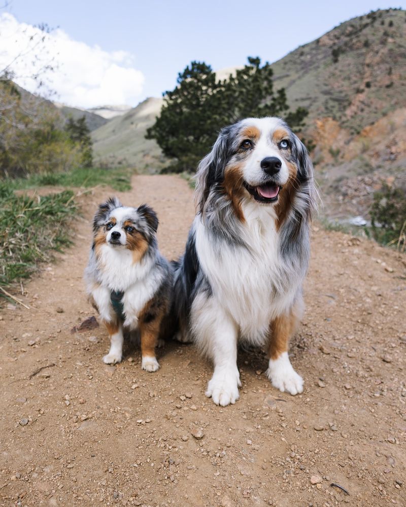 Bailey - Australian Shepherd