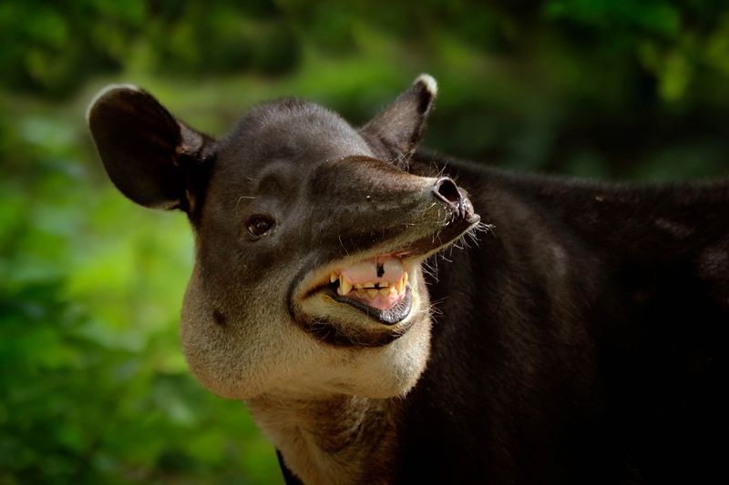 Baird’s Tapir