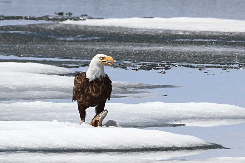 Bald Eagle