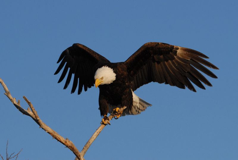 Bald Eagle