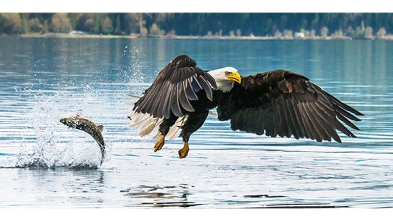 Bald Eagle