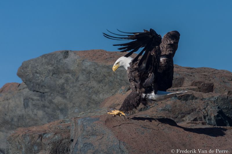 Bald Eagle