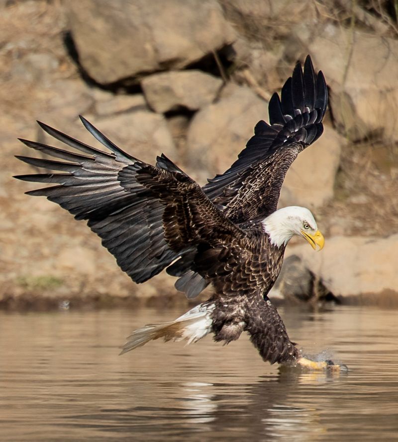 Bald Eagle